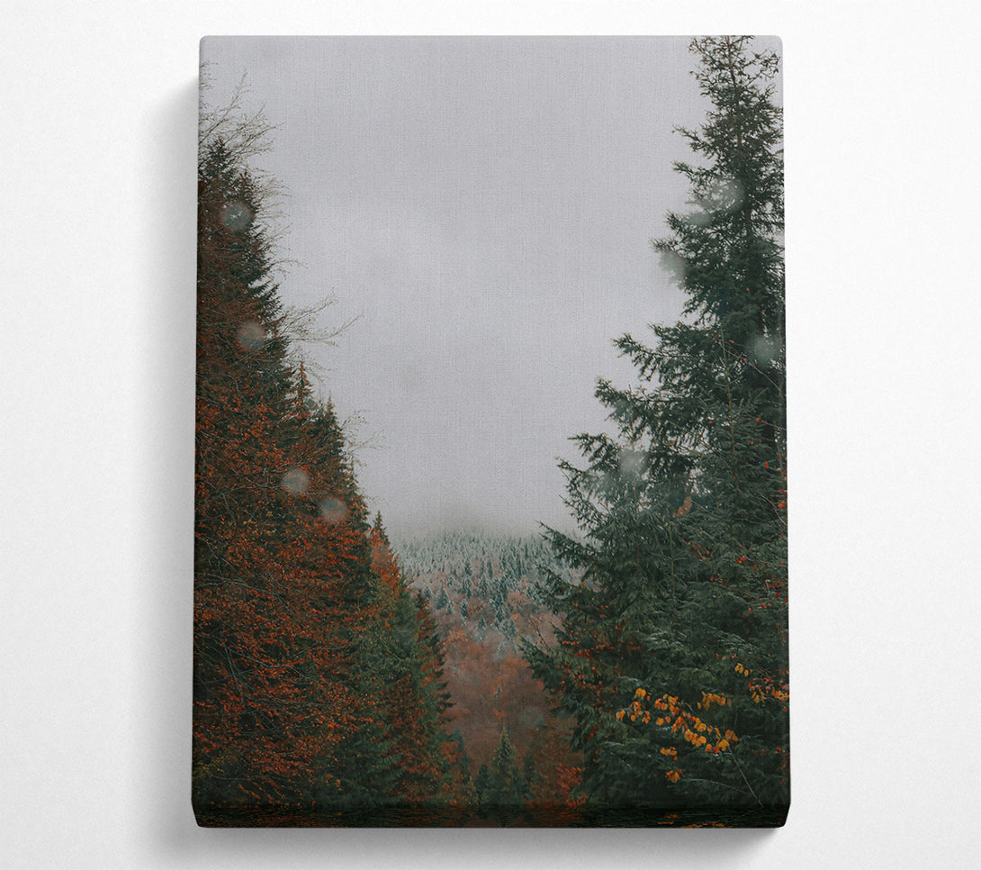  A Canvas Print of Green Forest Mist Canvas Print
