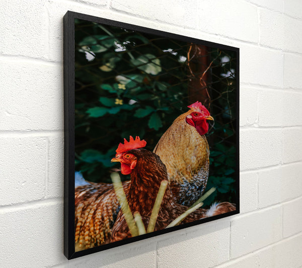 Golden Hen & Rooster