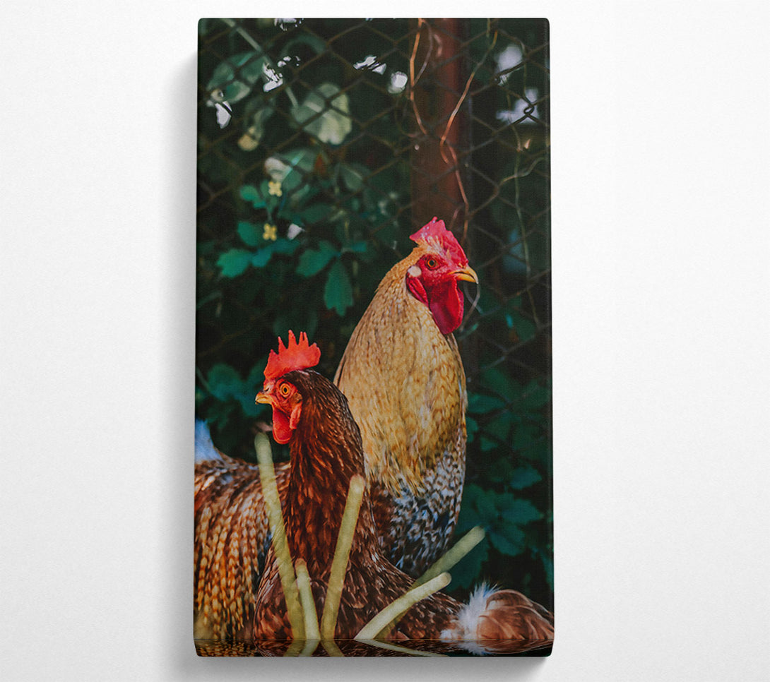  A Canvas Print of Golden Hen & Rooster Canvas Print