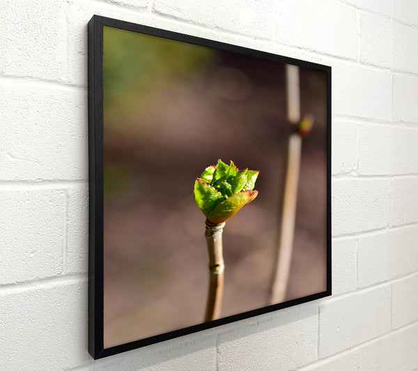 Green Bud Emerging