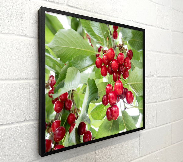 Crimson Cherry Cluster