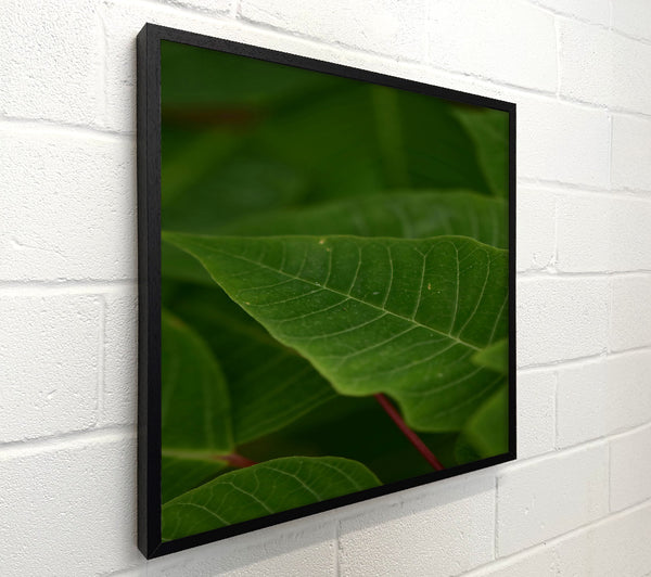 Emerald Veined Leaf