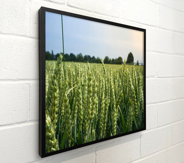 Green Wheat Field