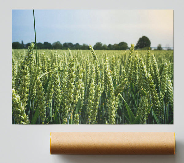 Green Wheat Field Giclee Print