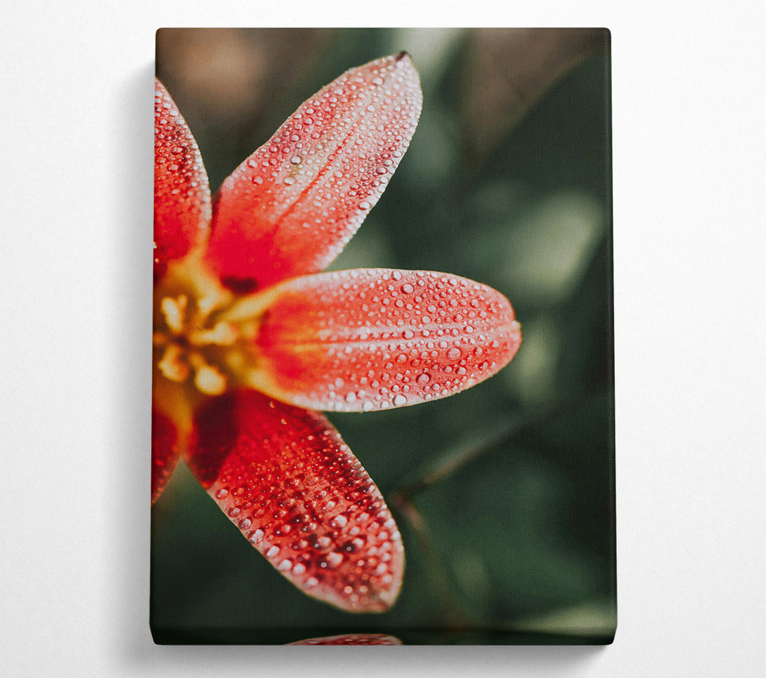  A Canvas Print of Crimson Dew Drops Canvas Print