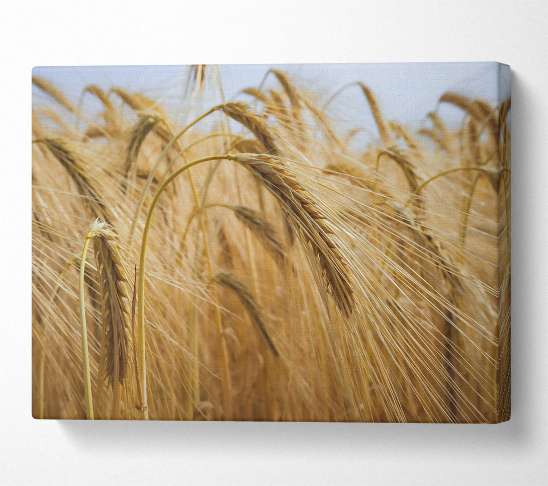  A Canvas Print of Golden Wheat Field Canvas Wall Art