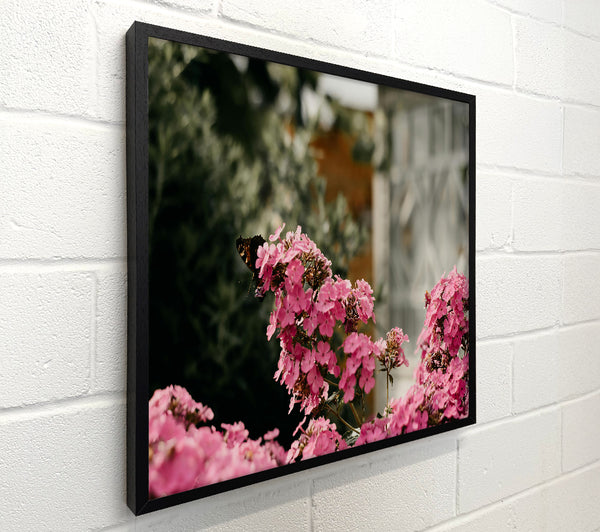 Pink Blooms And Butterfly