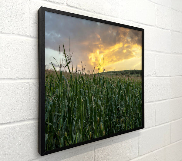 Golden Corn Field