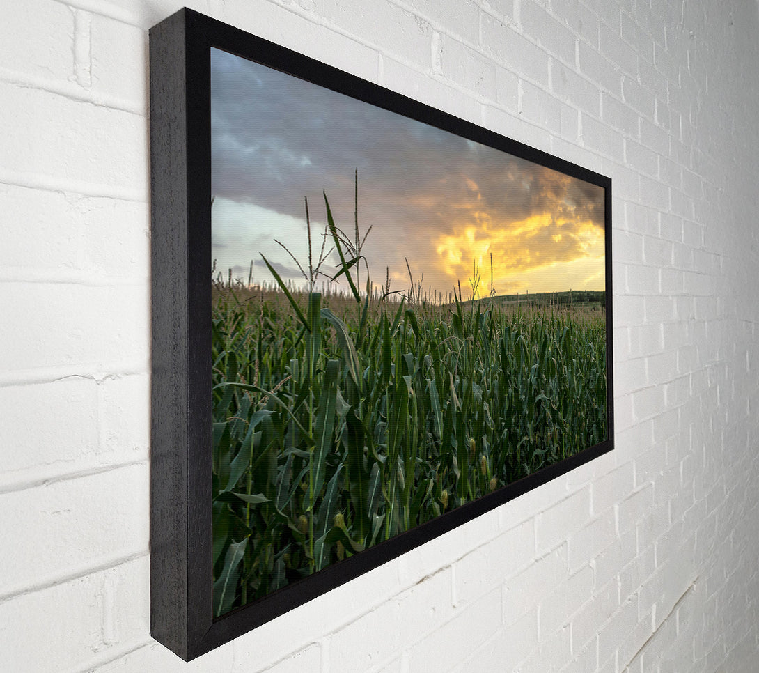  A Canvas Print of Golden Corn Field Canvas Print
