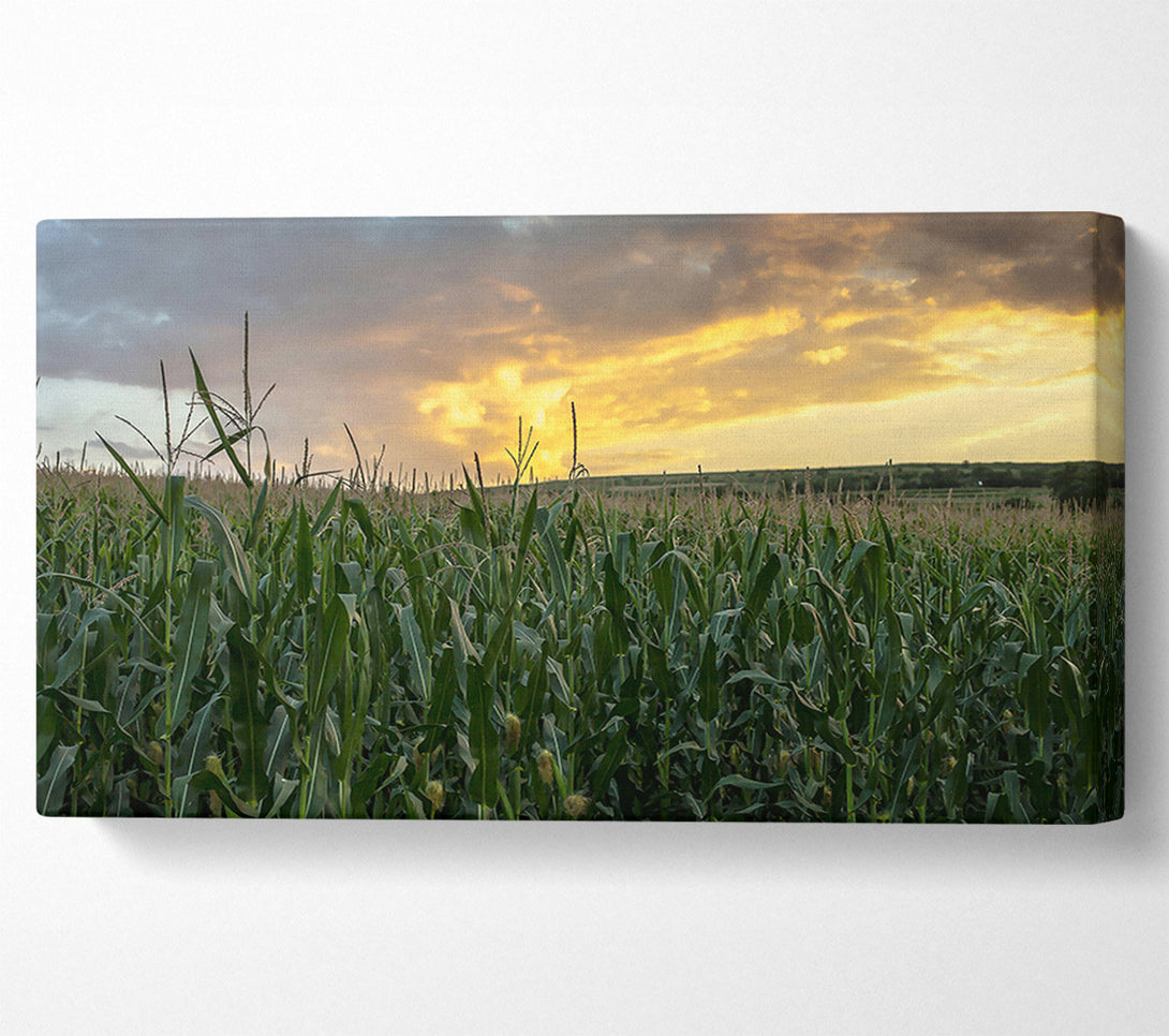  A Canvas Print of Golden Corn Field Canvas Print