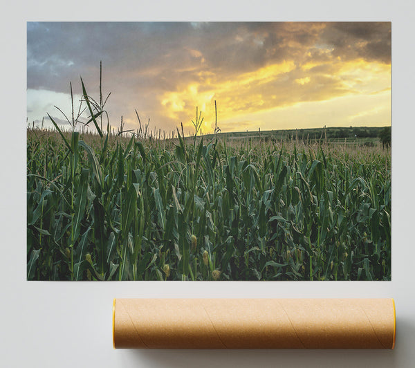 Golden Corn Field Print