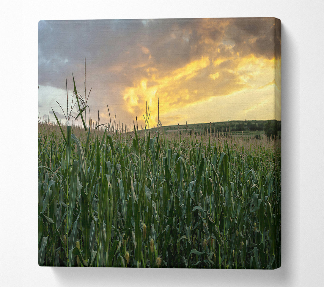  A Canvas Print of Golden Corn Field Canvas Print