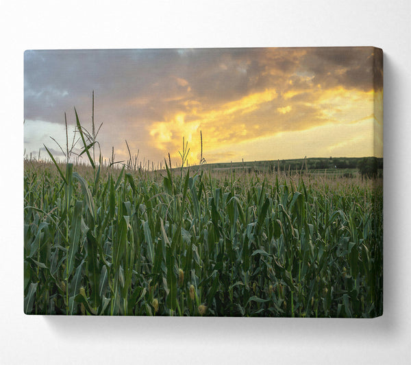  A Canvas Print of Golden Corn Field Canvas Print
