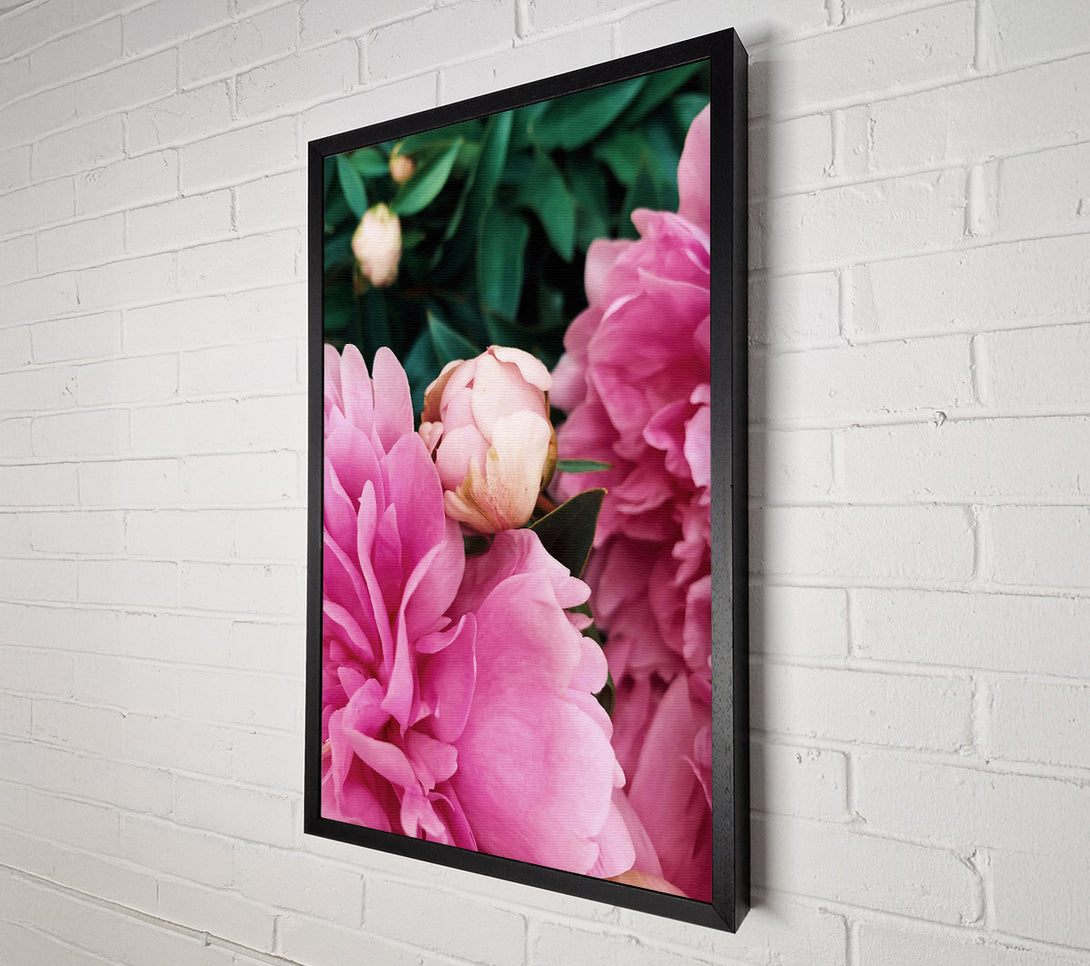  A Canvas Print of Pink Peony Bloom Canvas Print