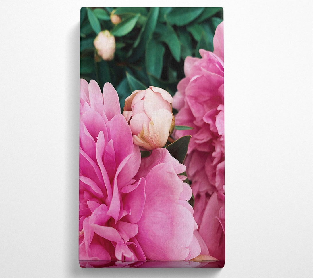  A Canvas Print of Pink Peony Bloom Canvas Print