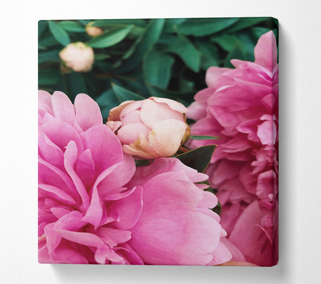  A Canvas Print of Pink Peony Bloom Canvas Print