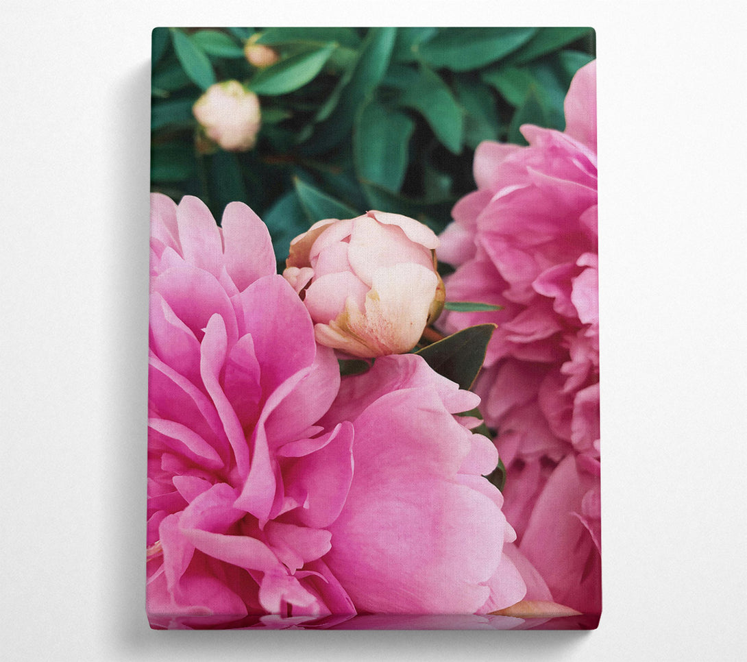  A Canvas Print of Pink Peony Bloom Canvas Print