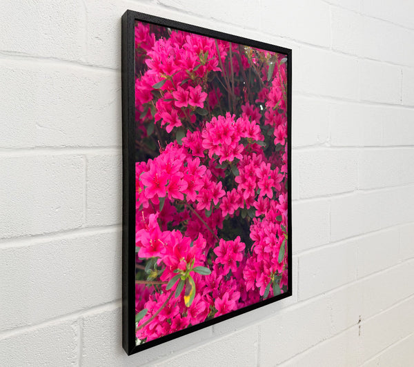 Fuchsia Floral Bloom