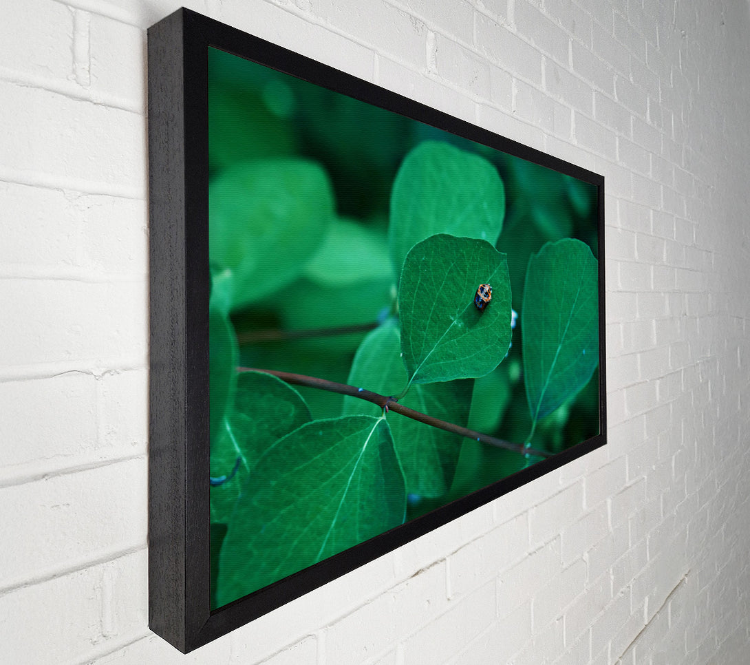  A Canvas Print of Emerald Leaf Beetle Canvas Print
