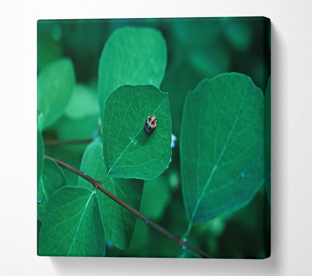  A Canvas Print of Emerald Leaf Beetle Canvas Print