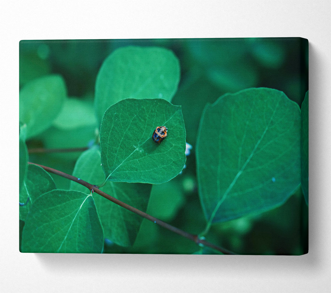 A Canvas Print of Emerald Leaf Beetle Canvas Print