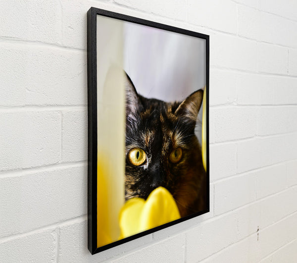 Golden Eye Gaze
