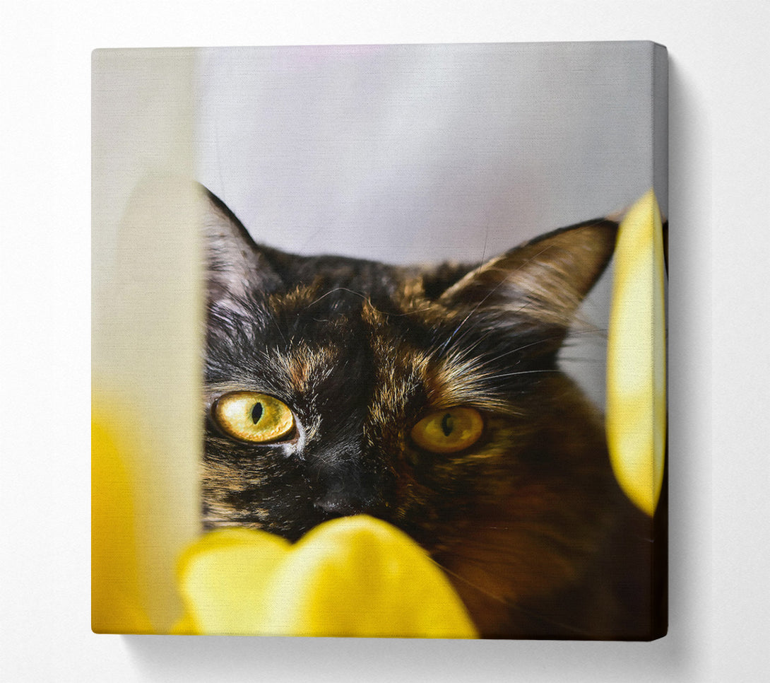  A Canvas Print of Golden Eye Gaze Canvas Print