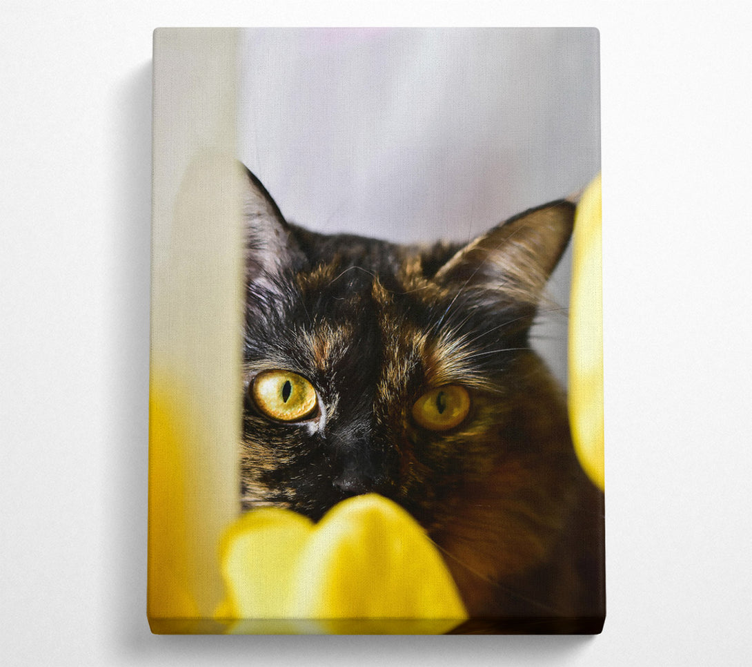  A Canvas Print of Golden Eye Gaze Canvas Print