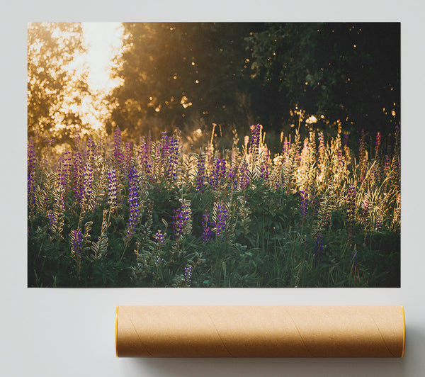 Purple Field Sunset Print