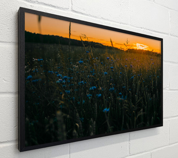Blue Flowers At Sunset