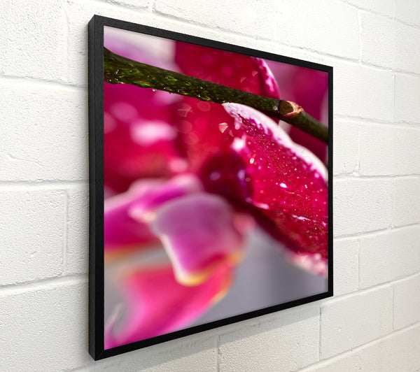 Fuchsia Petal Dewdrops