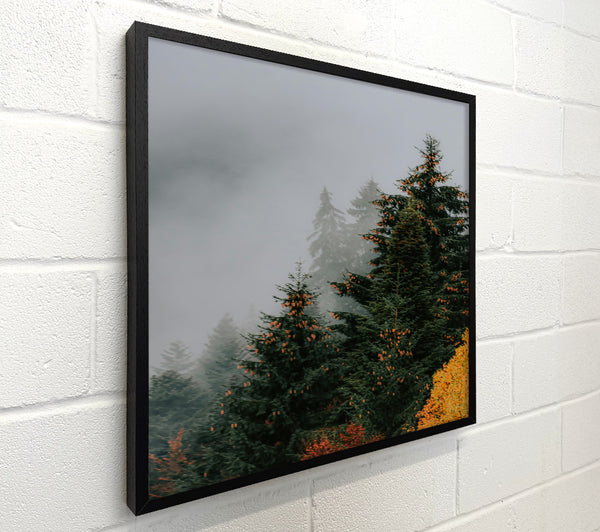 Golden Mist Pines