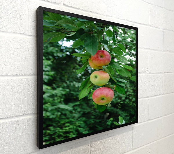 Red Apples Hanging High