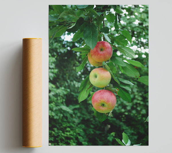 Red Apples Hanging High Print