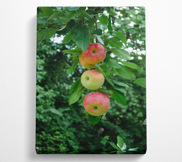 Red Apples Hanging High