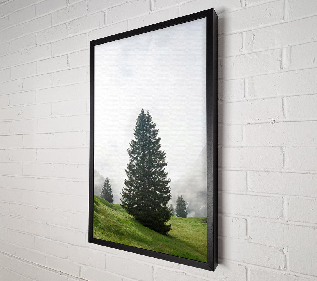  A Canvas Print of Green Pine In Fog Canvas Wall Art