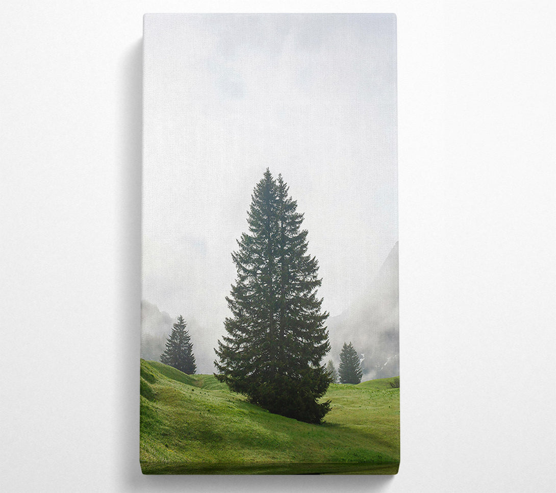  A Canvas Print of Green Pine In Fog Canvas Wall Art