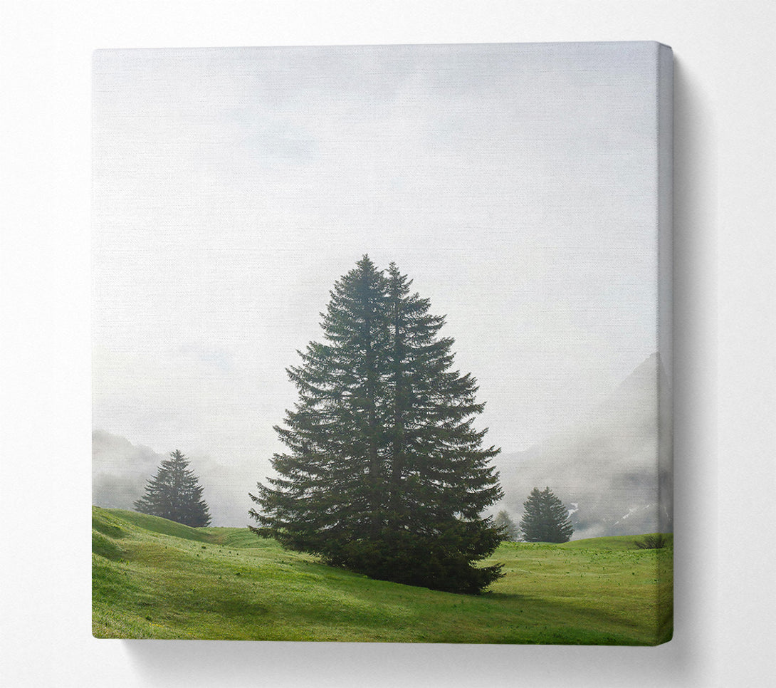  A Canvas Print of Green Pine In Fog Canvas Wall Art