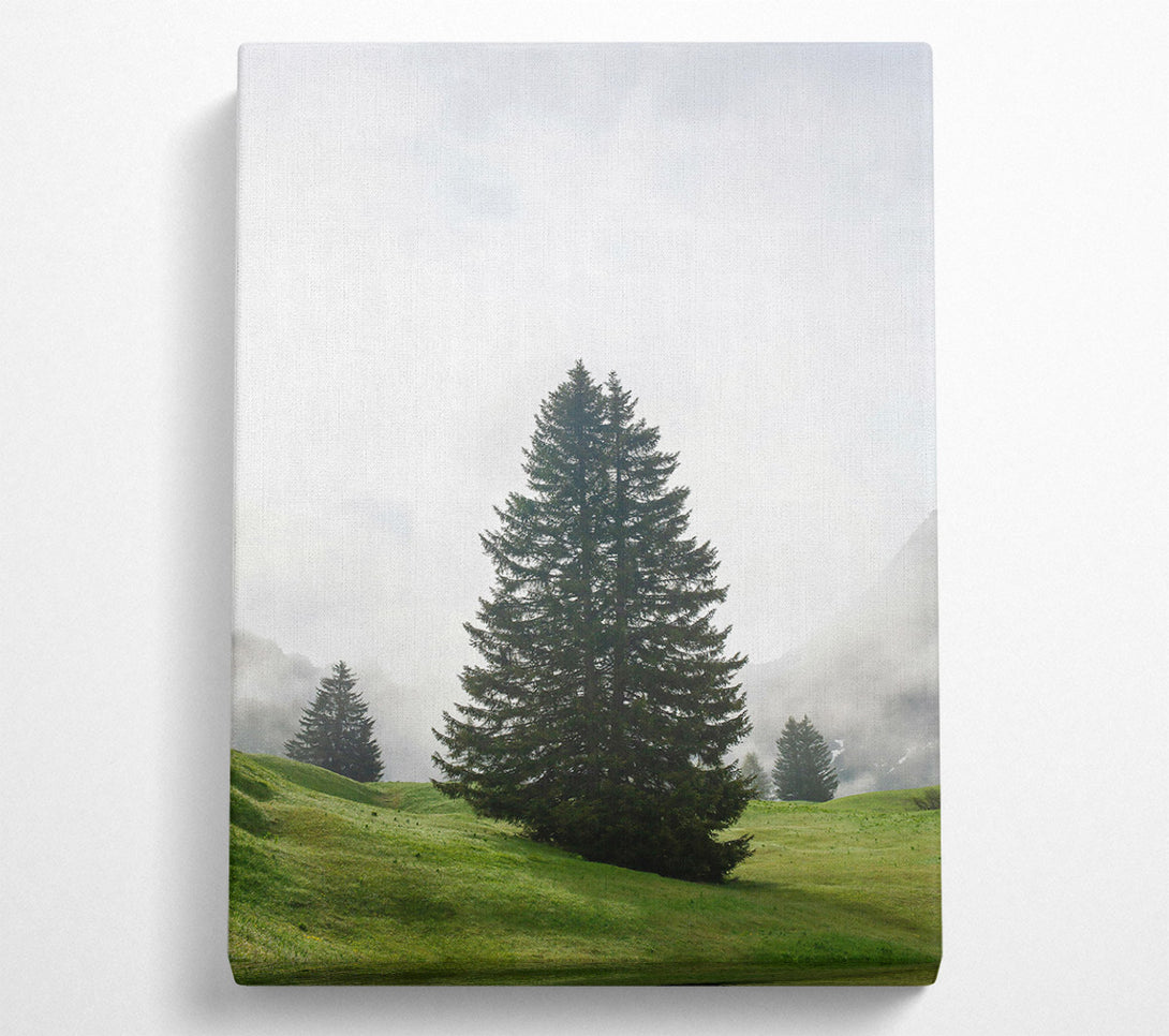  A Canvas Print of Green Pine In Fog Canvas Wall Art