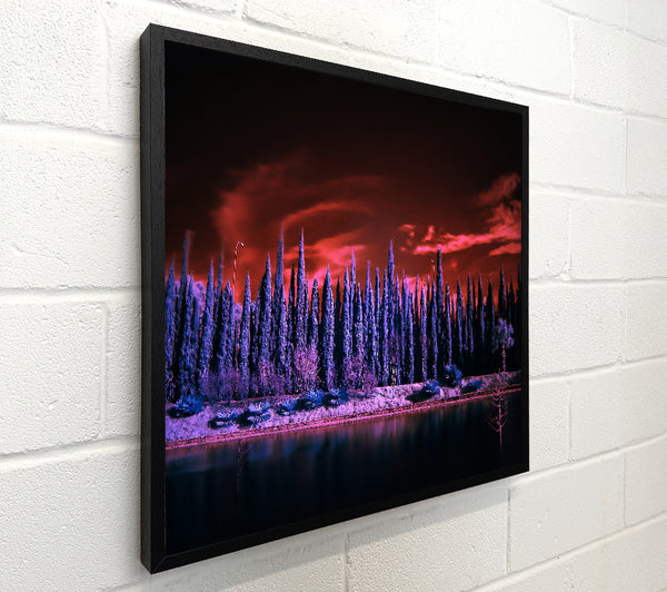 Crimson Cypress Dreams