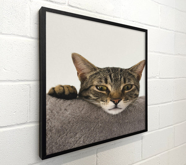 Grey Tabby Peekaboo