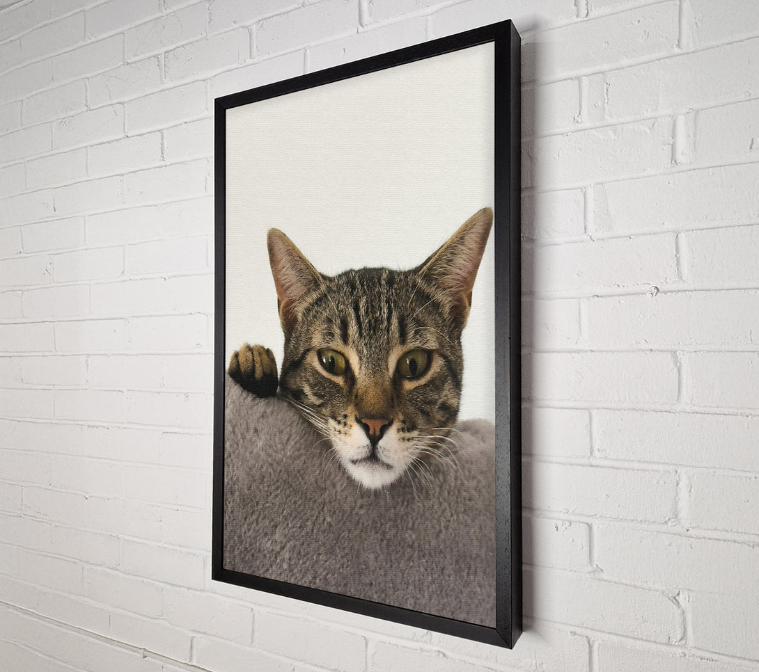  A Canvas Print of Grey Tabby Peekaboo Canvas Print