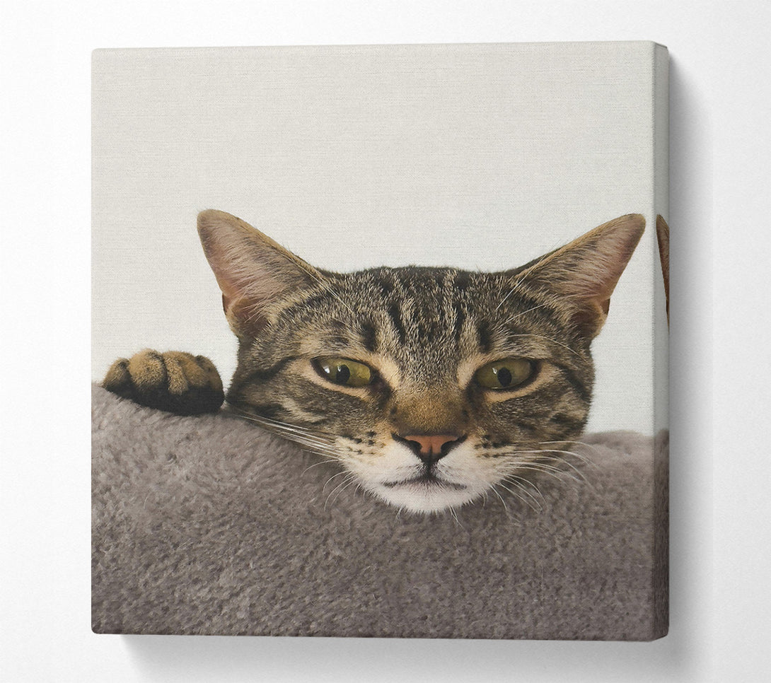  A Canvas Print of Grey Tabby Peekaboo Canvas Print