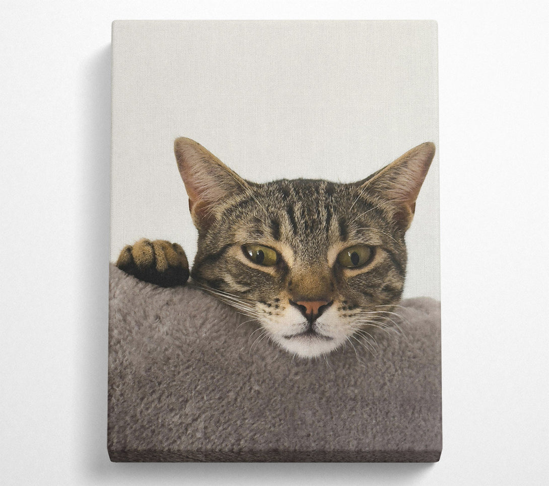  A Canvas Print of Grey Tabby Peekaboo Canvas Print
