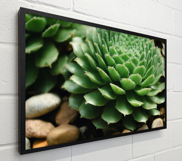 Green Succulent Bloom