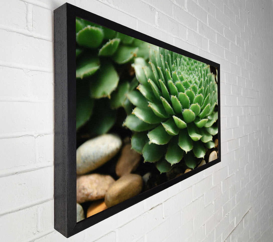  A Canvas Print of Green Succulent Bloom Canvas Art