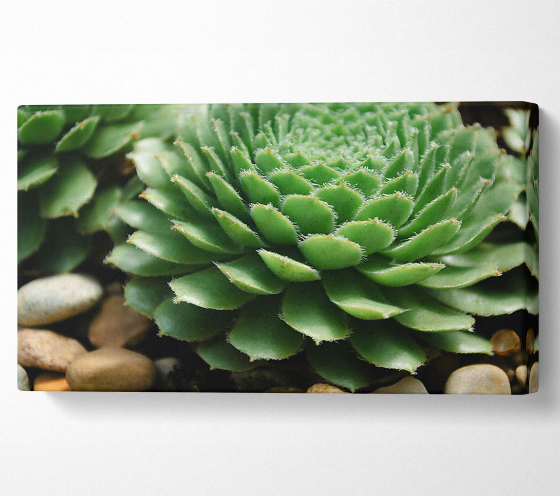  A Canvas Print of Green Succulent Bloom Canvas Art