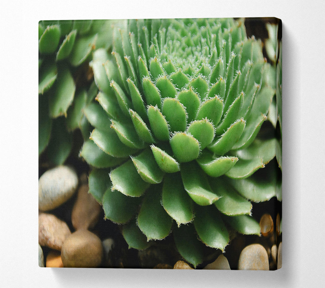  A Canvas Print of Green Succulent Bloom Canvas Art