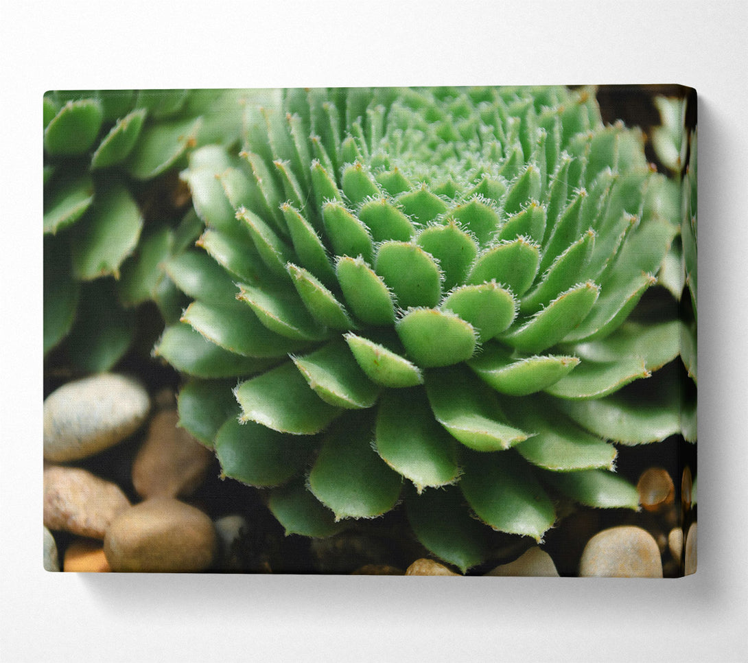 A Canvas Print of Green Succulent Bloom Canvas Art