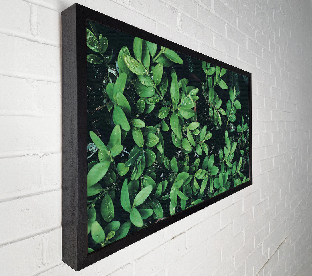 A Canvas Print of Emerald Dewdrops Canvas Print